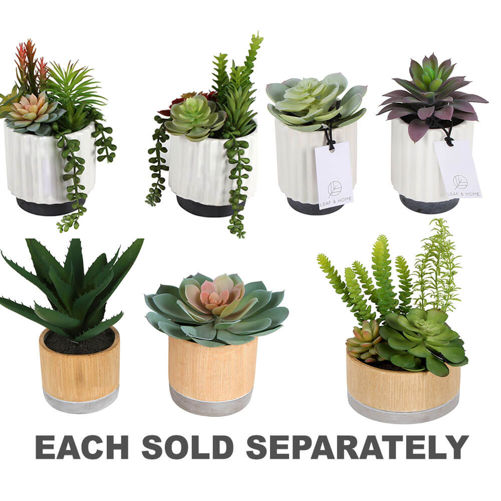 Sensi Succulents in Hex Pot 2 Assorted